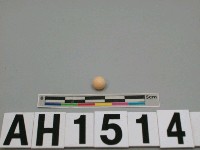 藏品(人造貝珠)的圖片